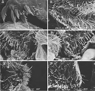 Image result for Nematoscelis microps Stam. Size: 193 x 185. Source: www.researchgate.net