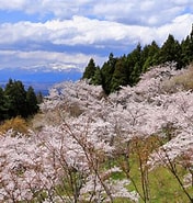 桜咲く森 に対する画像結果.サイズ: 176 x 185。ソース: www.kabegamikan.com