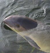 Afbeeldingsresultaten voor Bruinvissen Habitat. Grootte: 174 x 185. Bron: www.zoogdiervereniging.nl