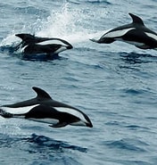 Afbeeldingsresultaten voor "lagenorhynchus Cruciger". Grootte: 176 x 185. Bron: www.dolphins-world.com