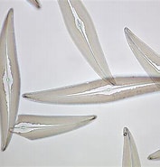 Image result for "pleurogonium Spinosissimum". Size: 177 x 185. Source: racerocks.ca
