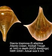 Image result for "diacria trispinosa Atlantica". Size: 172 x 185. Source: nmr-pics.nl