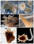 Afbeeldingsresultaten voor Diadumenidae Onderorde. Grootte: 143 x 185. Bron: www.researchgate.net