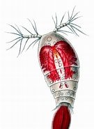Afbeeldingsresultaten voor "oncaea Lacinia". Grootte: 135 x 185. Bron: alchetron.com