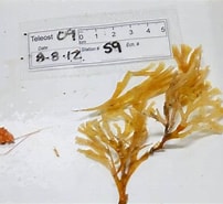 Image result for Scottocalanus securifrons Stam. Size: 202 x 185. Source: www.flickr.com