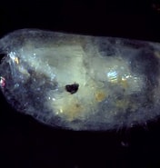 Image result for "obtusoecia Obtusata". Size: 176 x 185. Source: www.marinespecies.org