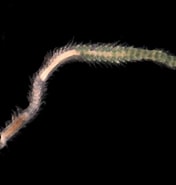 Afbeeldingsresultaten voor Hesionura elongata Geslacht. Grootte: 176 x 185. Bron: www.marinespecies.org
