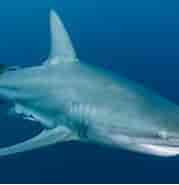 Blacktip Shark Predators 的图像结果.大小：179 x 109。 资料来源：www.blueocean-eg.com