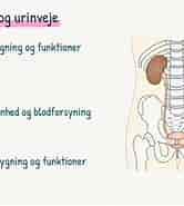 Image result for World Dansk Sundhed sygdomme og Lidelser urinveje Forhudsforsnævring. Size: 166 x 185. Source: www.youtube.com