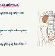 Image result for urinveje. Size: 180 x 185. Source: www.youtube.com
