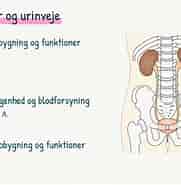 Image result for World Dansk Sundhed sygdomme og Lidelser urinveje Forhudsforsnævring. Size: 181 x 185. Source: www.youtube.com