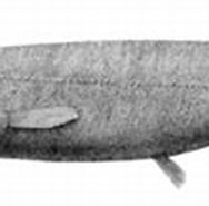 Afbeeldingsresultaten voor "conocara Macroptera". Grootte: 188 x 79. Bron: www.naturalista.mx