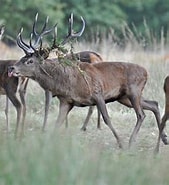 Red Deer Hybridization and Genetics-साठीचा प्रतिमा निकाल. आकार: 169 x 185. स्रोत: www.wildlifeonline.me.uk