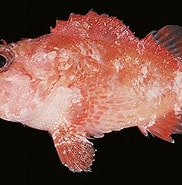 Image result for "sebastapistes Nuchalis". Size: 182 x 185. Source: www.fishbase.org