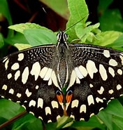 Image result for "desmopterus Papilio". Size: 176 x 185. Source: en.wikipedia.org