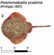 Afbeeldingsresultaten voor Psammobatis scobina Familie. Grootte: 184 x 174. Bron: shark-references.com