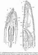 Image result for Haplopharyngidae. Size: 127 x 185. Source: macrostomorpha.myspecies.info