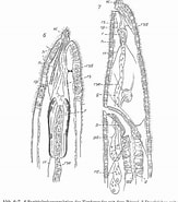 Image result for Haplopharyngidae. Size: 163 x 185. Source: macrostomorpha.myspecies.info