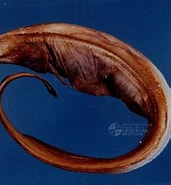 Image result for Histiobranchus bathybius. Size: 171 x 185. Source: catalog.digitalarchives.tw