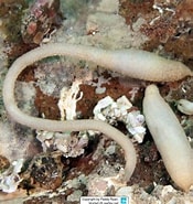 Image result for Sipunculus Sipunculus robustus. Size: 175 x 185. Source: fr.reeflex.net