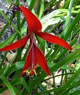 Afbeeldingsresultaten voor "rathkea Formosissima". Grootte: 156 x 185. Bron: www.plantsystematics.org