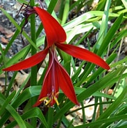 Image result for "rathkea Formosissima". Size: 183 x 185. Source: www.plantsystematics.org