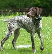 Image result for Pointer A S. Size: 176 x 185. Source: www.spockthedog.com