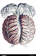 Image result for Stomotoca. Size: 120 x 185. Source: www.alamy.com