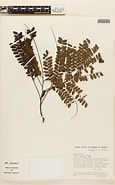 Image result for Dinizia Divae Rijk. Size: 115 x 185. Source: plantidtools.fieldmuseum.org