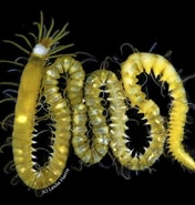 Image result for Syllidae Klasse. Size: 176 x 185. Source: www.naturalista.mx