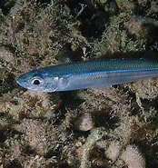 Image result for Atherina hepsetus Familie. Size: 174 x 185. Source: www.weheartdiving.com
