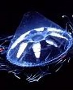 Image result for "haliscera Conica". Size: 150 x 111. Source: www.marinespecies.org