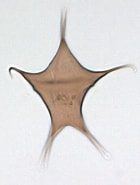 Résultat d’image pour "acantholithium Stellatum". Taille: 140 x 185. Source: www.marum.de