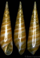 Image result for "eulima Glabra". Size: 128 x 185. Source: www.gastropods.com