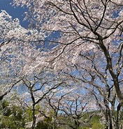 佐野籐右衛門邸 桜 に対する画像結果.サイズ: 176 x 185。ソース: kyoto-sakura.net