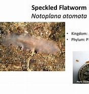 Image result for "notoplana Atomata". Size: 175 x 185. Source: www.slideserve.com