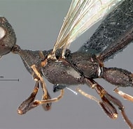 Image result for Hofsteniidae. Size: 190 x 185. Source: waspweb.org