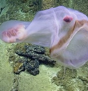 Afbeeldingsresultaten voor Deepstaria enigmatica jellyfish. Grootte: 178 x 185. Bron: www.mentalfloss.com