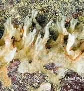 Image result for "myxilla Iotrochotina". Size: 169 x 185. Source: www.marinespecies.org