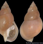 Afbeeldingsresultaten voor "buccinum Humphreysianum". Grootte: 183 x 185. Bron: www.gastropods.com