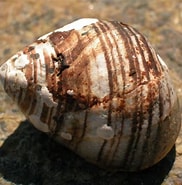 Image result for "littorina Neglecta". Size: 182 x 185. Source: www.exoticsguide.org