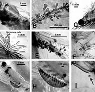 Afbeeldingsresultaten voor Nematoscelis microps Stam. Grootte: 190 x 185. Bron: www.semanticscholar.org