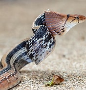 Image result for Coelogorgiidae. Size: 176 x 185. Source: reptilefacts.tumblr.com