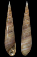 Afbeeldingsresultaten voor "eulima Glabra". Grootte: 120 x 185. Bron: www.gastropods.com