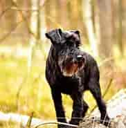 Image result for World Dansk Fritid Husdyr Hunde Racer Schnauzere, Pinschere, Molosser og Sennenhunde Dværgschnauzer. Size: 182 x 181. Source: muy.dk