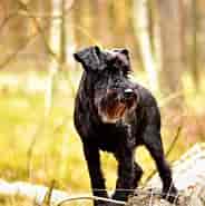 Image result for World Dansk Fritid Husdyr Hunde Racer Schnauzere, Pinschere, Molosser og Sennenhunde Hovawart. Size: 184 x 181. Source: muy.dk