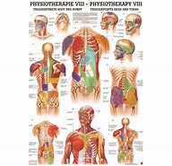 Fint Anatomie के लिए छवि परिणाम. आकार: 192 x 185. स्रोत: www.posterwissen.de