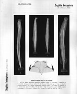 Image result for "sagitta Hexaptera". Size: 152 x 185. Source: www.yumpu.com