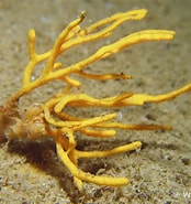 Image result for "homaxinella Subdola". Size: 174 x 185. Source: www.european-marine-life.org