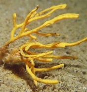 Image result for "homaxinella Subdola". Size: 176 x 185. Source: www.european-marine-life.org